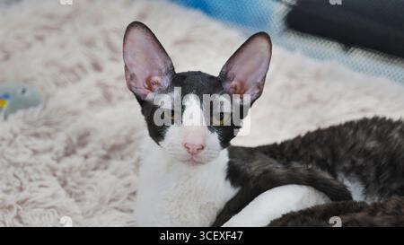 Cornish rex cat relaxing on soft blanket, looking intensely Stock Photo