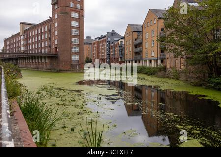 View of a historic red brick industrial-style building beside a canal covered with green algae, with modern apartments nearby Stock Photo
