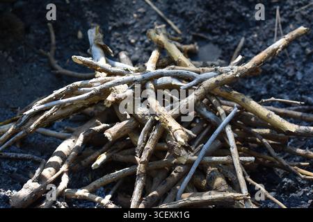 Making a campfire with brushwood in the forest. Danger in forest. Traveling, tourism, picnic cooking, cooking at the stake. Concept of scout. Stock Photo