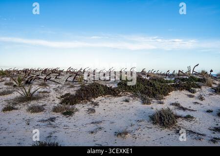 Rusty old anchors on the beach at the Anchor Cemetary graveyard at Praia do Barril beach at Tavira, Algarve, Portugal Stock Photo