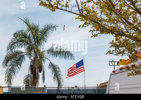 View of a palm tree swaying gently in the breeze, the Stars and Stripes waving proudly, and a lone seagull soaring above, Los Angeles, California, Uni Stock Photo