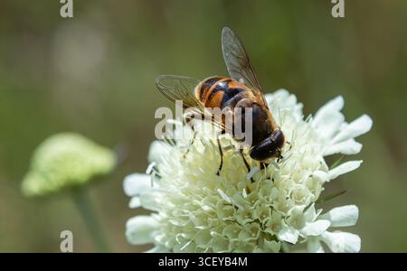 Eristalis tenax is busily feeding on the blooming white flower showcasing its distinctive body patterns in a vibrant meadow during springtime. Stock Photo