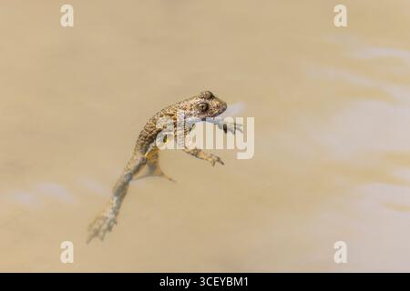 Yellow-bellied Toad, Bombina variegata scabra, Byrlya, Bulgaria Stock Photo