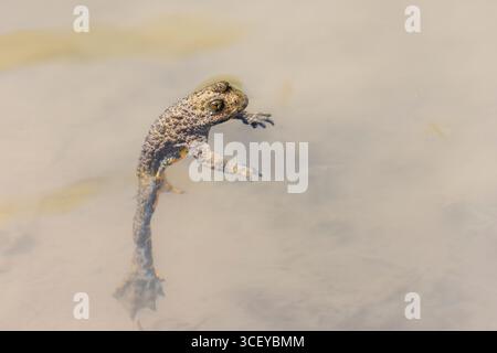 Yellow-bellied Toad, Bombina variegata scabra, Byrlya, Bulgaria Stock Photo