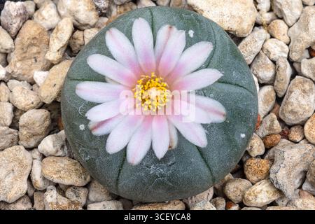Lophophora williamsii, also known as Peyote, a cactus that produces hallucinogenic substances.  Origin USA and Mexico.  In cultivation. Stock Photo