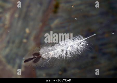 single white feather with droplets floating on water Stock Photo