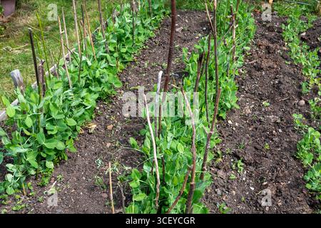 Rows of Early Onward garden peas growing in spring with some hazel twigs for support. Stock Photo