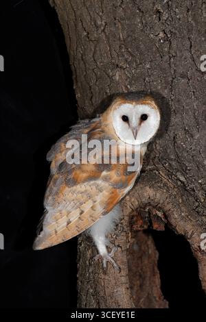 BARN OWL (Tyto alba) young owl is perched outside the entrance to its nest hole, UK. Stock Photo