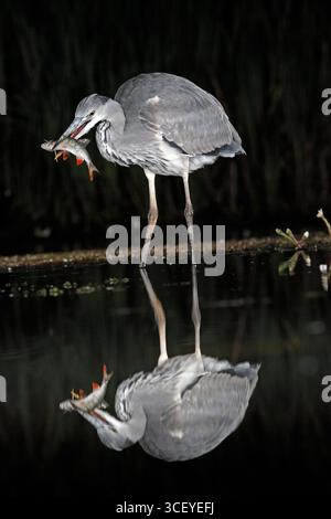 GREY HERON with fish, UK. Stock Photo