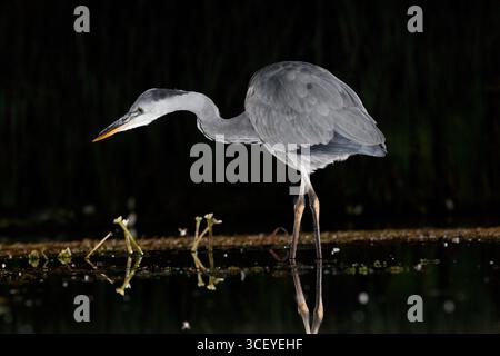 GREY HERON (Ardea cinerea) stalking fish prey at night, UK. Stock Photo