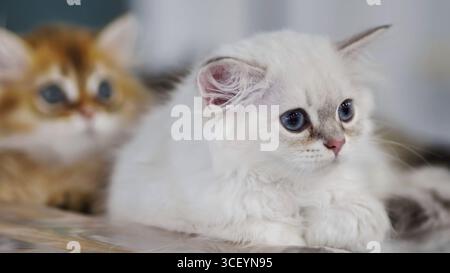 Two purebred kittens lying and resting on a wooden table Stock Photo