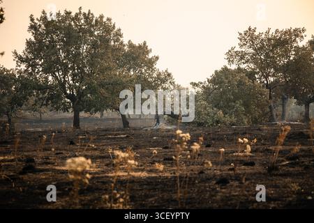 A fallen tree lies among surviving oaks in a burnt field after the wildfire in Ciperez, Salamanca, Spain Stock Photo