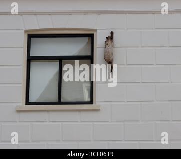 Window with black frame on white brick wall with a cat figure on a wall Stock Photo