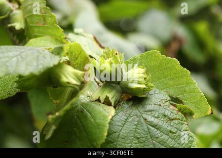 Green hazelnuts on a branch in the garden, close-up Stock Photo