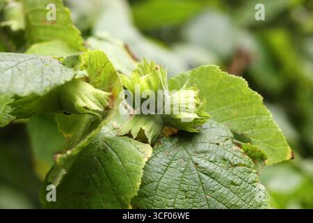 Green hazelnuts on a branch in the garden, close-up Stock Photo