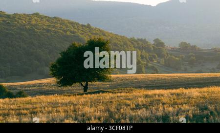 Lone tree on golden field with misty forest hills in warm sunset tones Stock Photo
