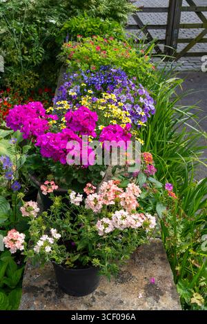 Colourful annuals flowering in containers in an English garden in mid summer. Stock Photo