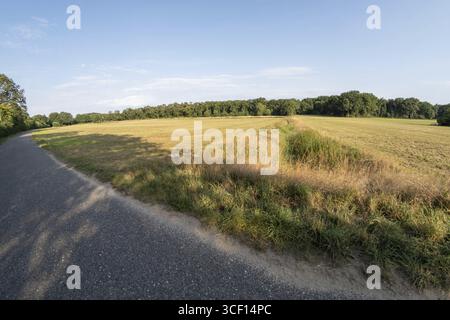 Asphalt country road leading through fields to forest on sunny summer day Stock Photo