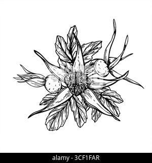 Monochrome ripening rose hips on bush vector isolated composition painted by black inks. Wild dog rose berries and leaves graphic sketch Stock Vector