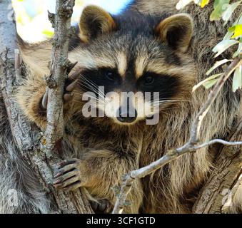 A young sweet looking raccoon curled up safely in a tree, ready for a nap. Stock Photo