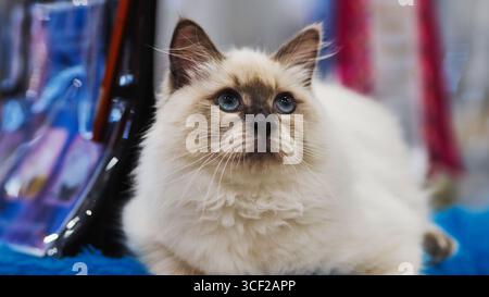 Birman cat relaxing on blue carpet during cat show Stock Photo