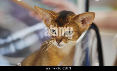 Abyssinian kitten looking away inside pet carrier Stock Photo