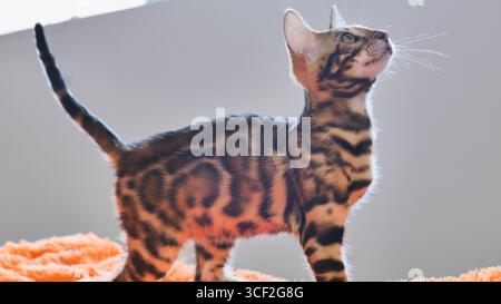 Bengal kitten standing on orange blanket looking up Stock Photo