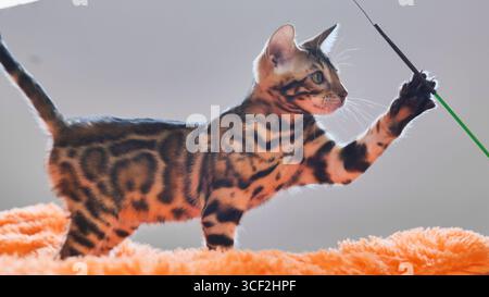 Bengal kitten playing with stick on orange blanket Stock Photo