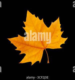 golden color autumnal leaf of platanus tree isolated on black background Stock Photo