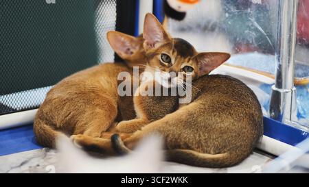 Two abyssinian kittens resting together in their cage Stock Photo