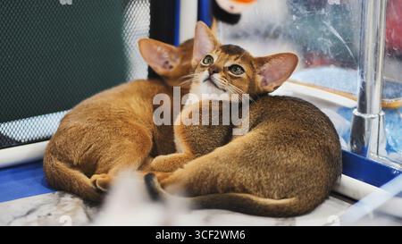 Two Abyssinian kittens cuddling in a cage Stock Photo