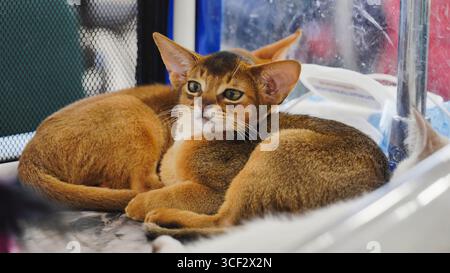 Abyssinian kittens resting in a cage at cat show Stock Photo