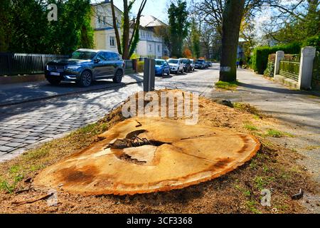 Felled street tree on Reinbeker Weg in Bergedorf, Hamburg, Germany Stock Photo