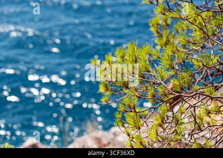 Close-up of a vibrant green pine branch against a blurred background of a sparkling blue sea on a sunny day.Fresh pine tree needles with a beautiful Stock Photo