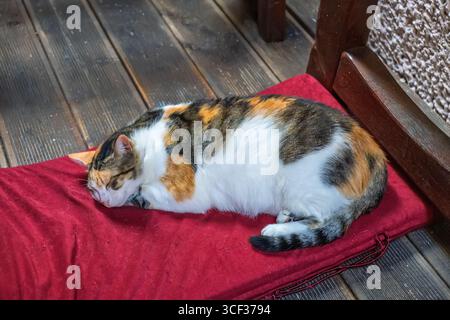 An adorable calico cat sleeping peacefully on a soft red cushion on a wooden floor, enjoying a moment of rest.Tired feline with a tricolor coat finds Stock Photo