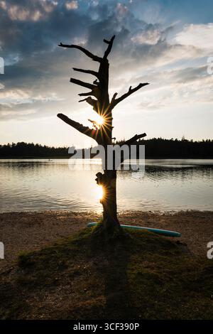 Silhouette of a dead tree on the shore of Lake Fohnsee in the backlight of the evening sun, Bavaria, Germany Stock Photo
