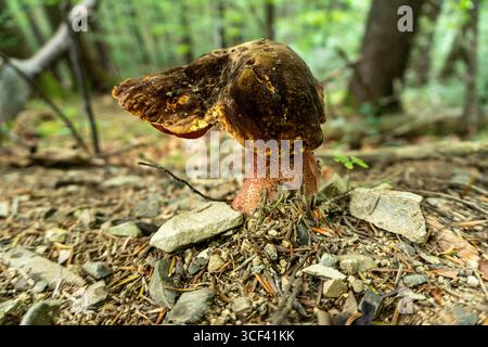 Dotted stem bolete by the path in the forest in Carpathian mountains, Ukraine Stock Photo