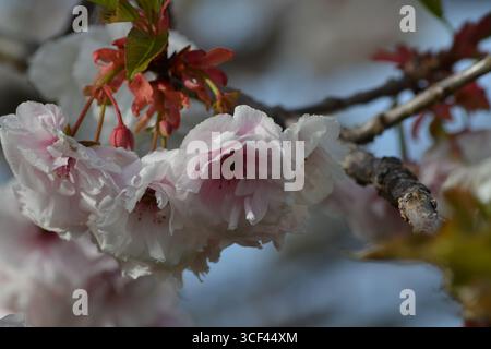 Beautiful japanese cherry tree blossoms in the spring Stock Photo