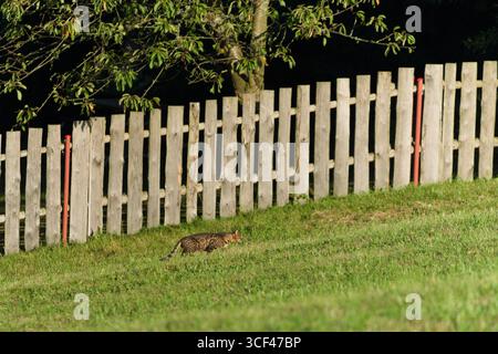 Domestic Cat (Felis catus) – common cat in the Czech Republic, stalking in garden by wooden fence. Stock Photo