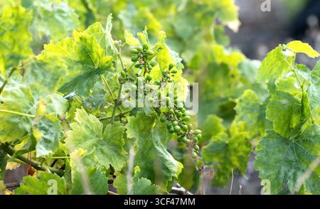 Young green grapes growing on a vine in early summer on La Palma, surrounded by large serrated leaves. Stock Photo