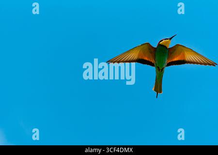 European bee-eater, bee-eater, Merops apiaster in flight Stock Photo
