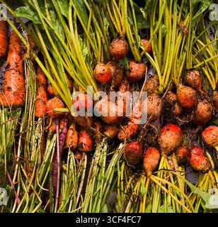 Beets and carrots freshly plucked from the ground of a backyard garden Stock Photo