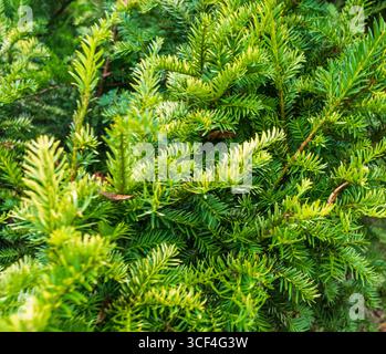 Close up shot of the conifer tree Stock Photo