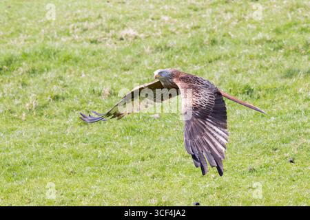 Red Kite [ Milvus milvus ] in flight over grass Stock Photo