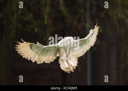 Siberian eagle-owl (Bubo bubo sibiricus) landing, autumn, Bavaria, Germany, Europe Stock Photo