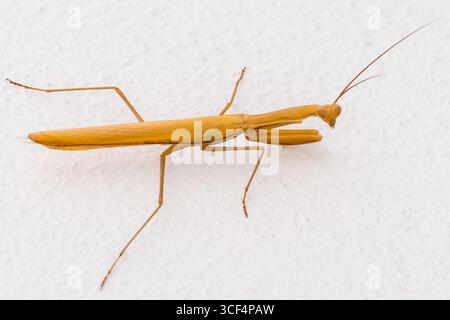 A close-up of an orange praying mantis resting on a white textured wall. Stock Photo