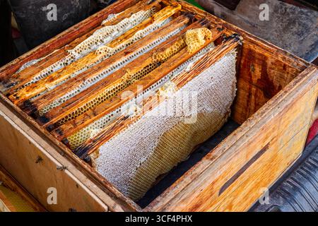 Germany, Baden-Württemberg, wooden box with wooden frame in which a honeycomb is built. Stock Photo