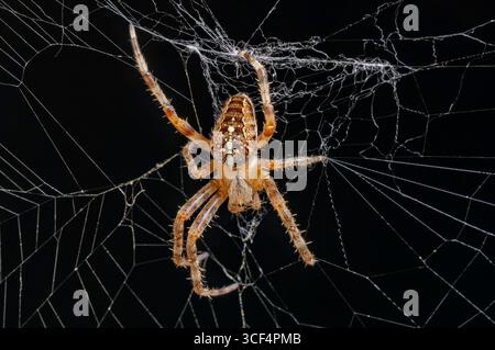 The garden cross spider is the most common representative of the cross spider genus in Central Europe. The garden cross spider was Spider of the Year 2010. Stock Photo