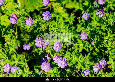 flowering meadow cranesbill, Geranium pratense, blue cranesbill Stock Photo