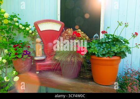 A cozy rustic outdoor composition with a vintage red scale, various potted flowers, and green plants on a wooden bench Stock Photo